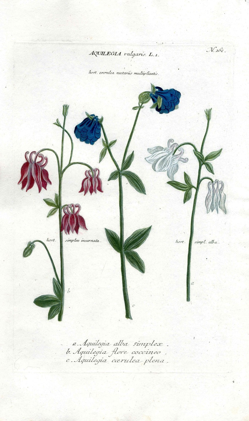 Johann Weinmann Antique Art Print Aquilegia vul. WET119