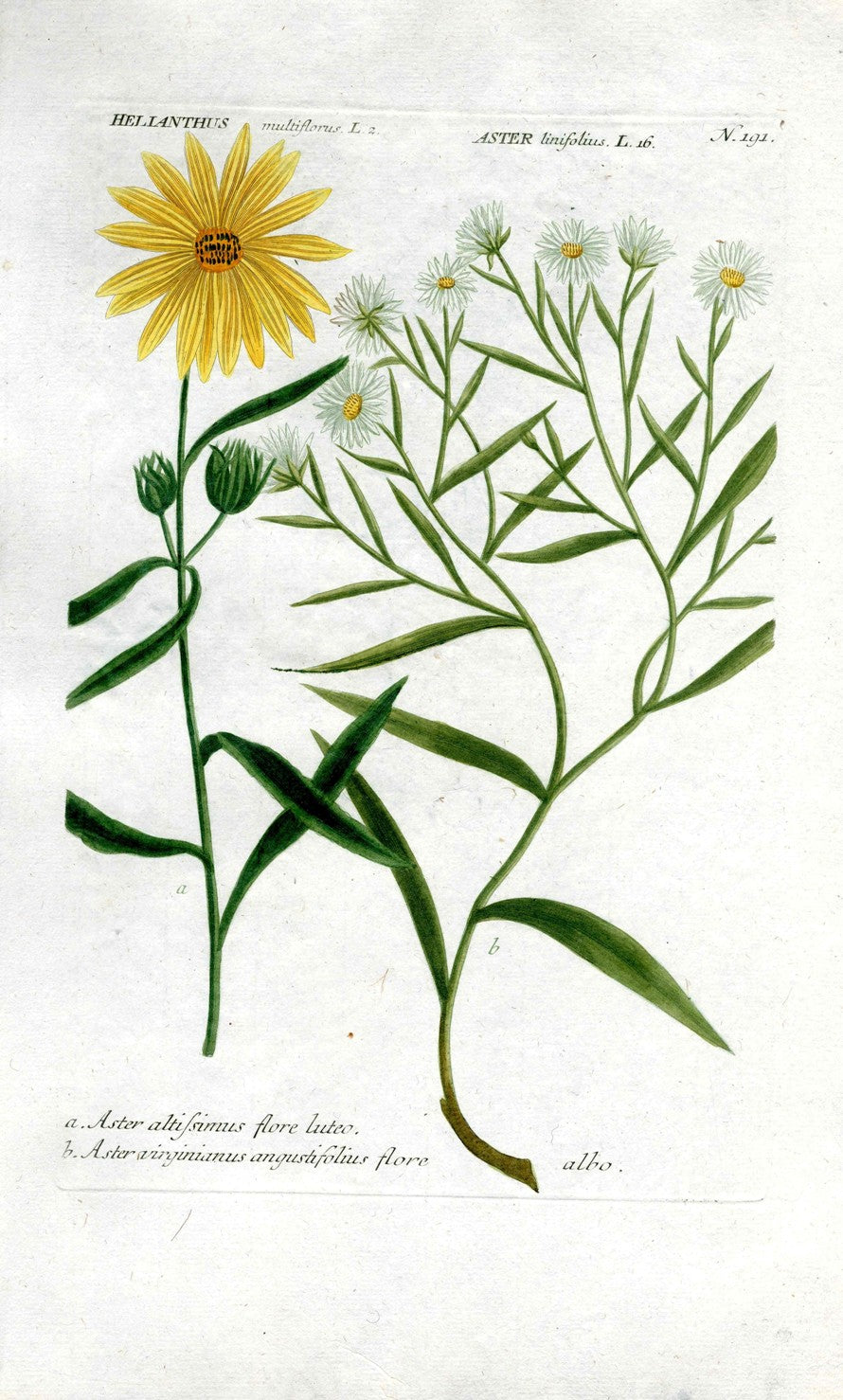 Johann Weinmann Antique Art Print Aster WET115