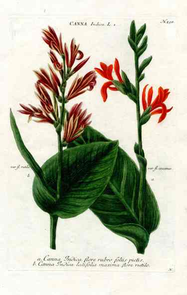 Johann Weinmann Antique Art Print Canna indica WEI33