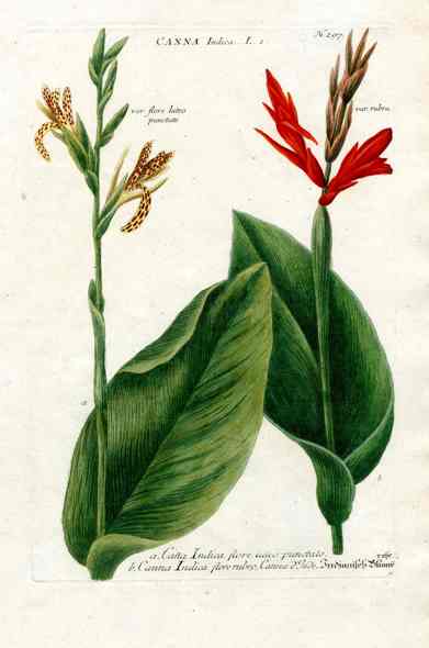 Johann Weinmann Antique Art Print Canna, Lily WEI31
