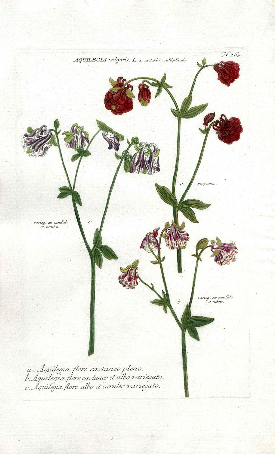 Johann Weinmann Antique Art Print Columbine WET116