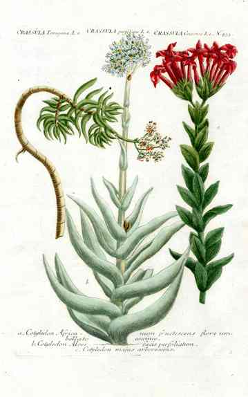 Johann Weinmann Antique Art Print Cotyledon Afr. WNM162