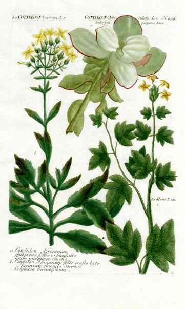 Johann Weinmann Antique Art Print Cotyledon Serratum WNM171