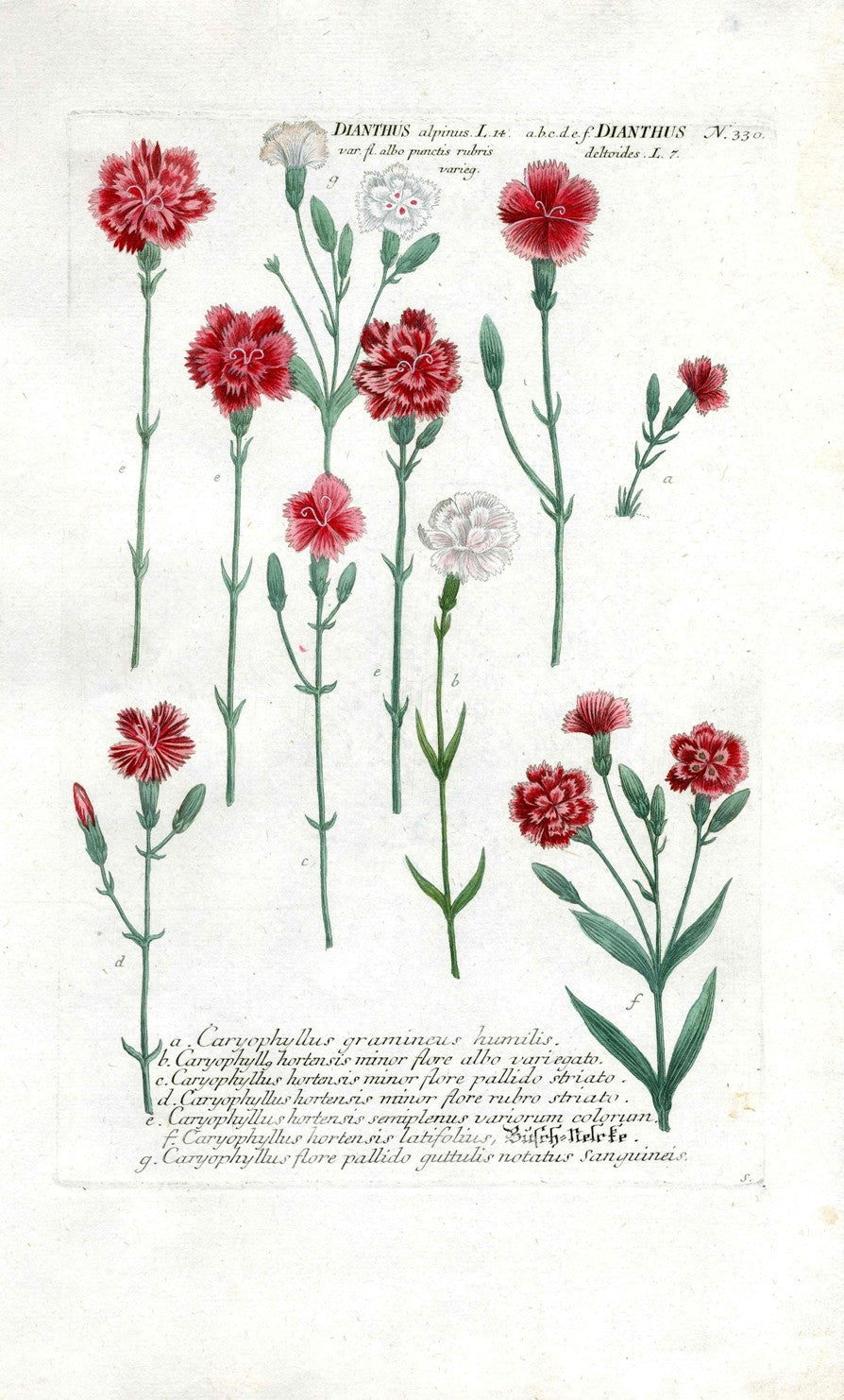 Johann Weinmann Antique Art Print Dianthus WET117