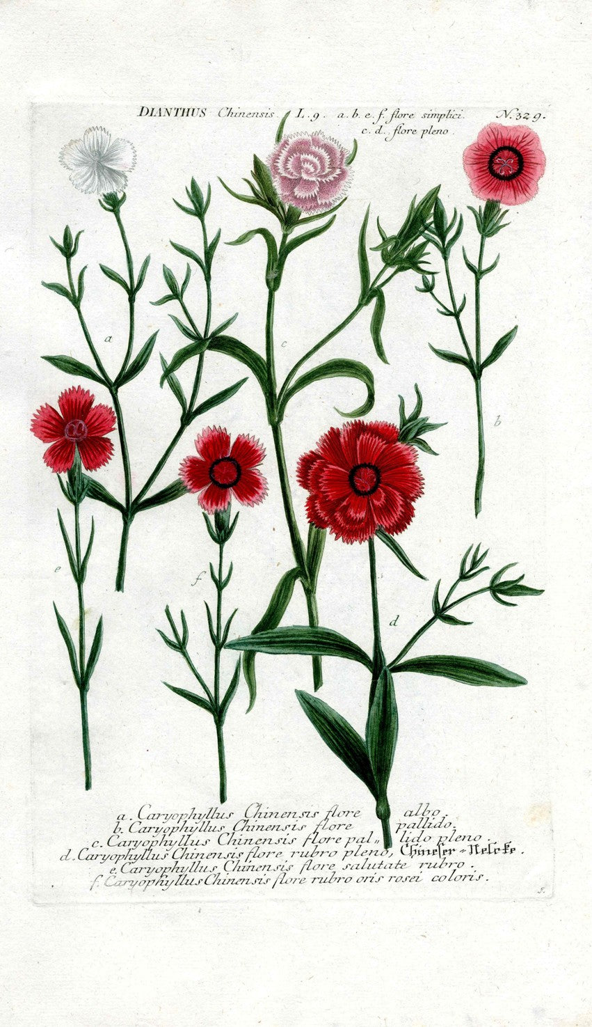 Johann Weinmann Antique Art Print Dianthus Chinensis WET111