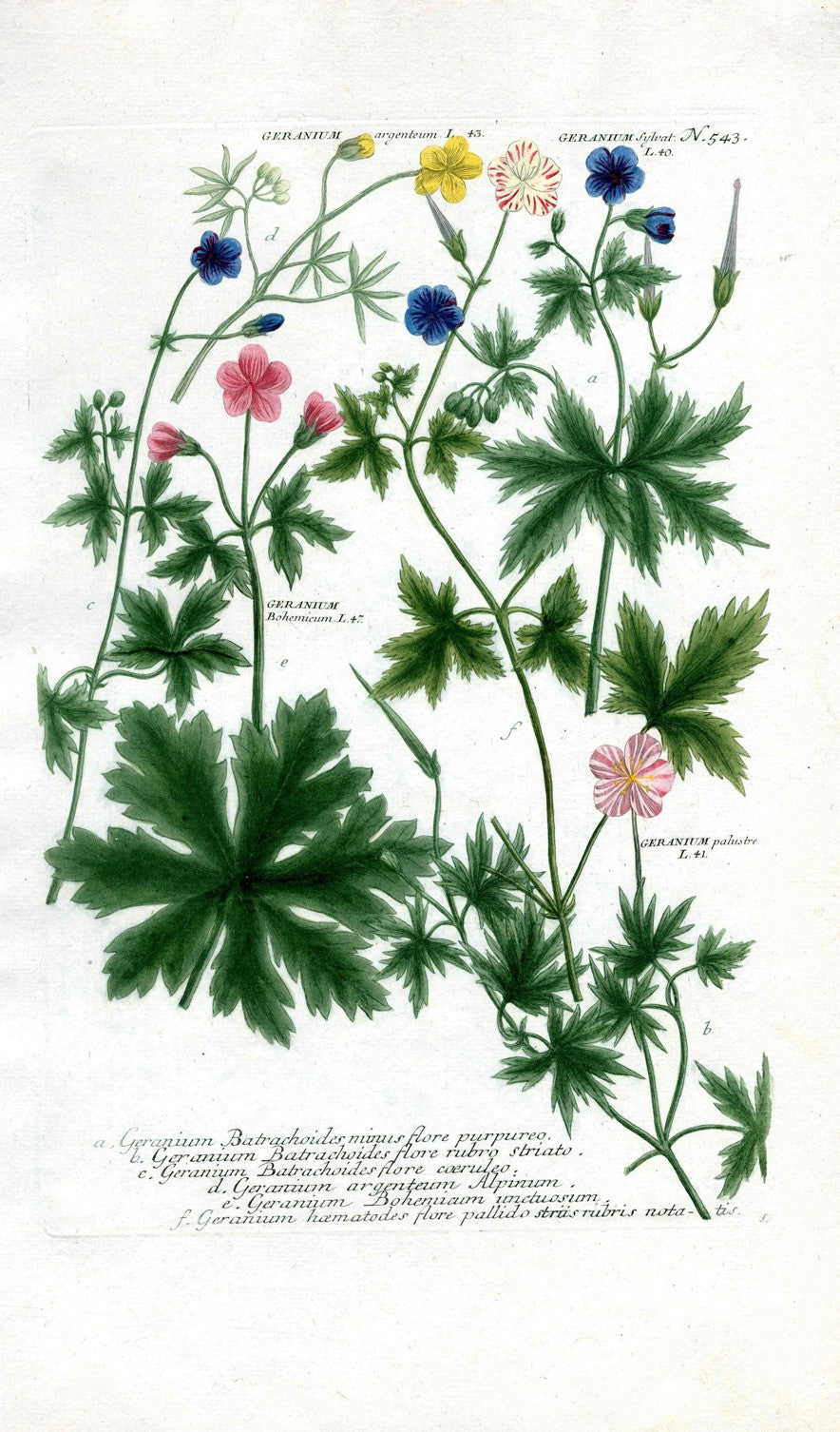Johann Weinmann Antique Art Print Geranium WET154