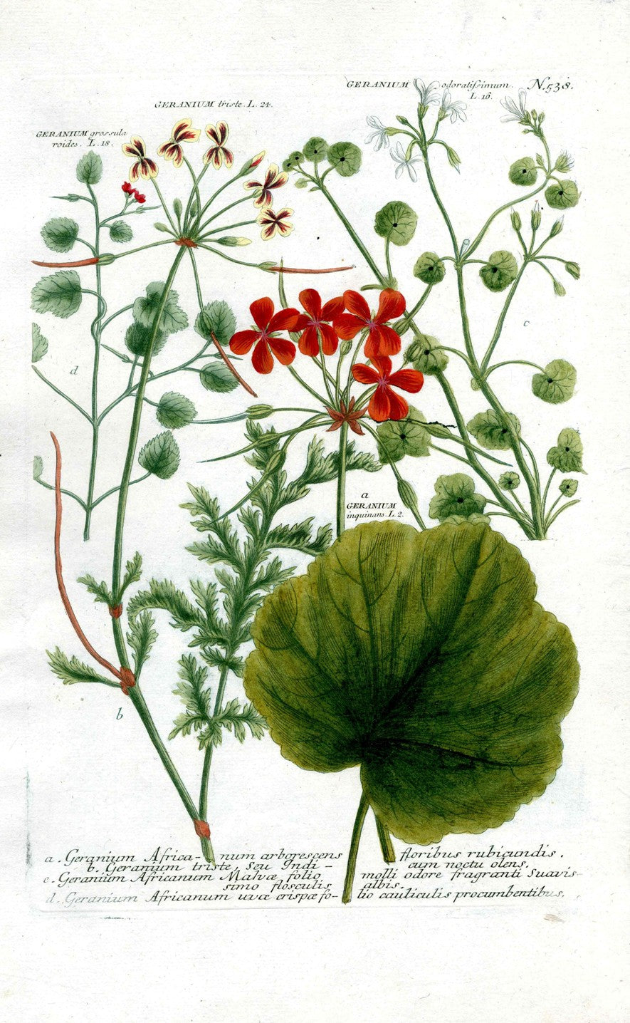 Johann Weinmann Antique Art Print Geranium Afr. WET149