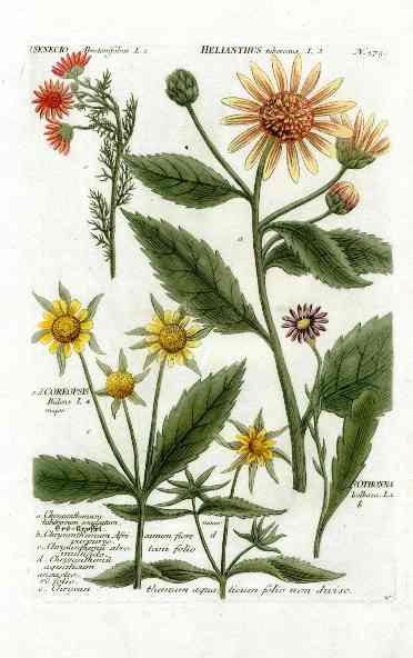Johann Weinmann Antique Art Print Helianthus WET81