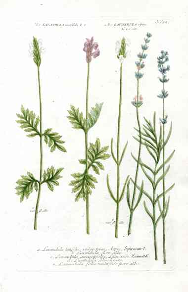 Johann Weinmann Antique Art Print Lavendula, Lavender WEIN40