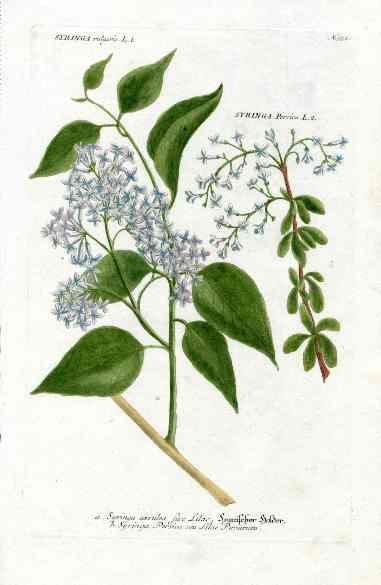 Johann Weinmann Antique Art Print Lilac WET78