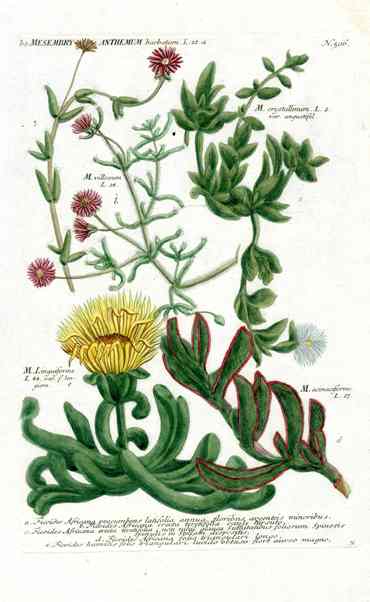 Johann Weinmann Antique Art Print Mesembry Cactus WNM174