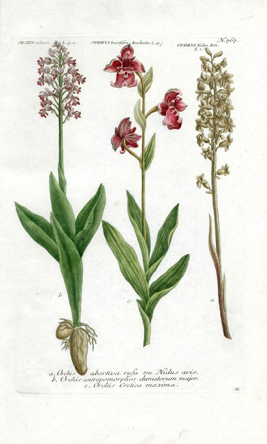 Johann Weinmann Antique Art Print Orchid Cretica WET124
