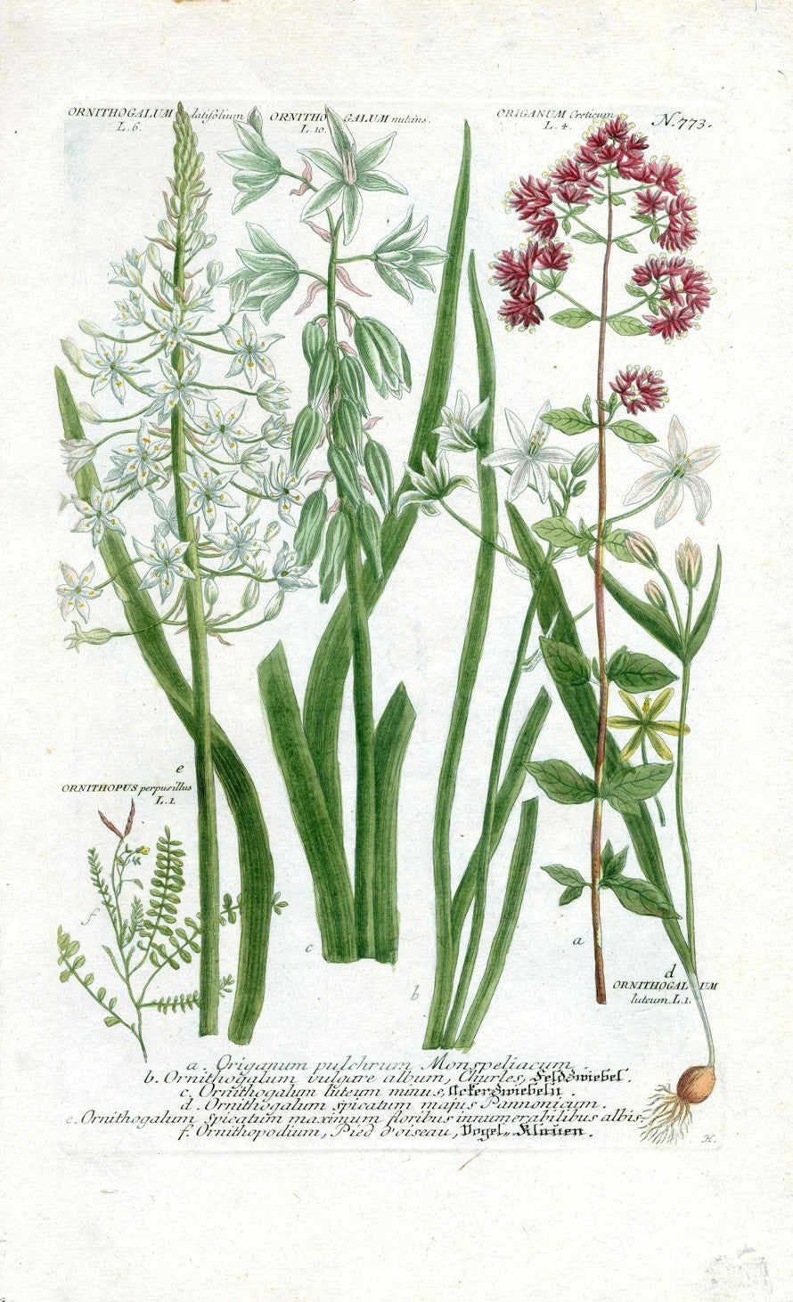 Johann Weinmann Antique Art Print Origanum WET123
