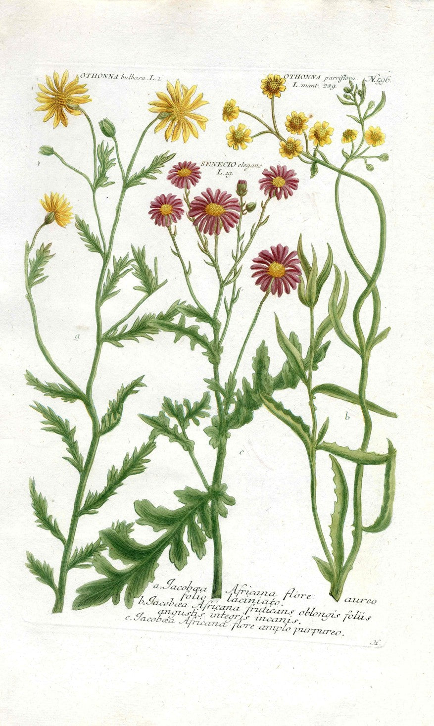 Johann Weinmann Antique Art Print Orthonna Daisy WET152