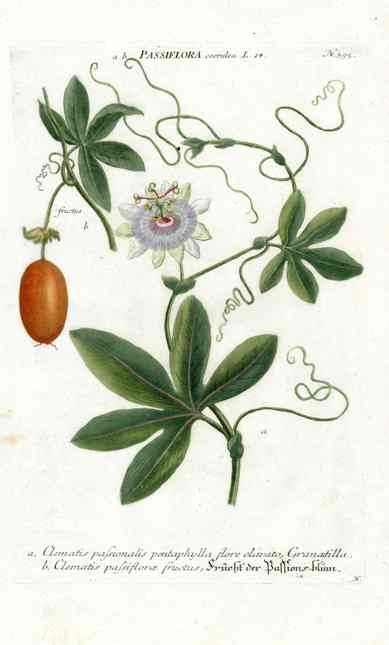 Johann Weinmann Antique Art Print Passion Flower WET76
