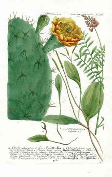 Johann Weinmann Antique Art Print Prickly Pear WNM154