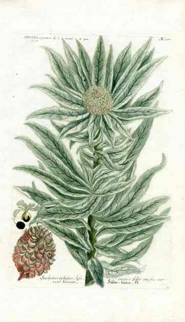 Johann Weinmann Antique Art Print Protea Argentea WNM147