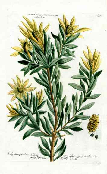 Johann Weinmann Antique Art Print Protea Conifera WNM149