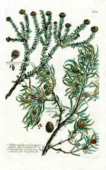 Johann Weinmann Antique Art Print Protea Levisanus WNM151