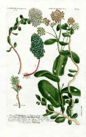 Johann Weinmann Antique Art Print Sedum WNM166