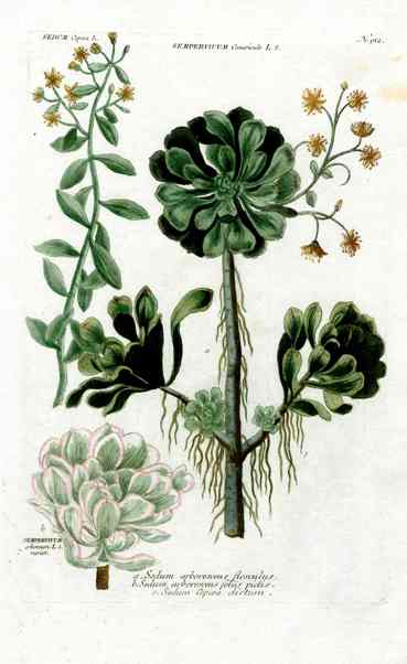 Johann Weinmann Antique Art Print Sempervivum WNM170