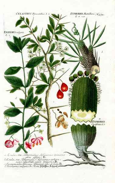 Johann Weinmann Antique Art Print Slipper Plant WNM168