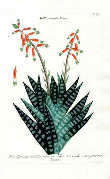 Johann Weinmann Antique Art Print Spider Aloe WNM164