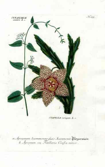 Johann Weinmann Antique Art Print Stapelia Cactus WNM158