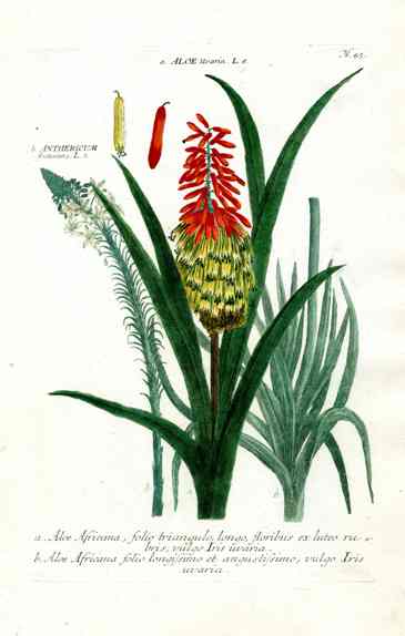 Johann Weinmann Antique Art Print Uitenhage Aloe WNM165