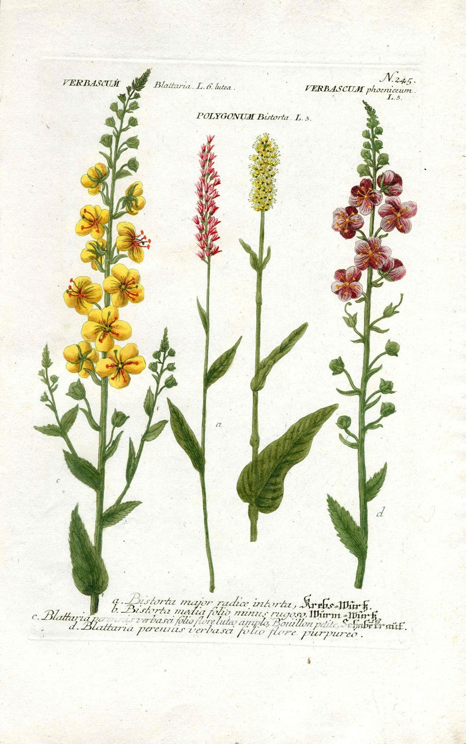 Johann Weinmann Antique Art Print Verbascum WET125