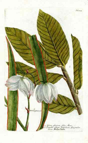Johann Weinmann Antique Art Print Yucca Cactus WNM167