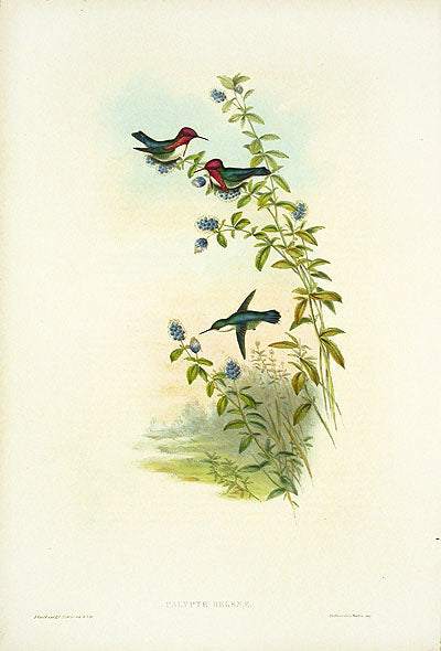 John Gould Hummingbird Helena's Calypte