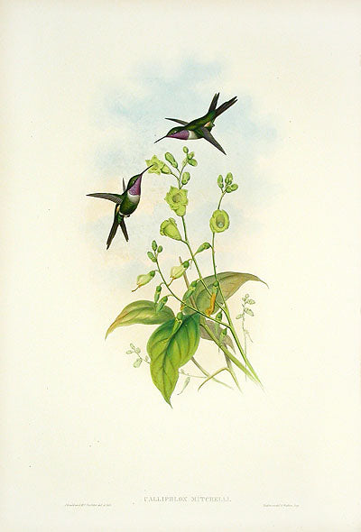 John Gould Hummingbird Mitchell's Amethyst