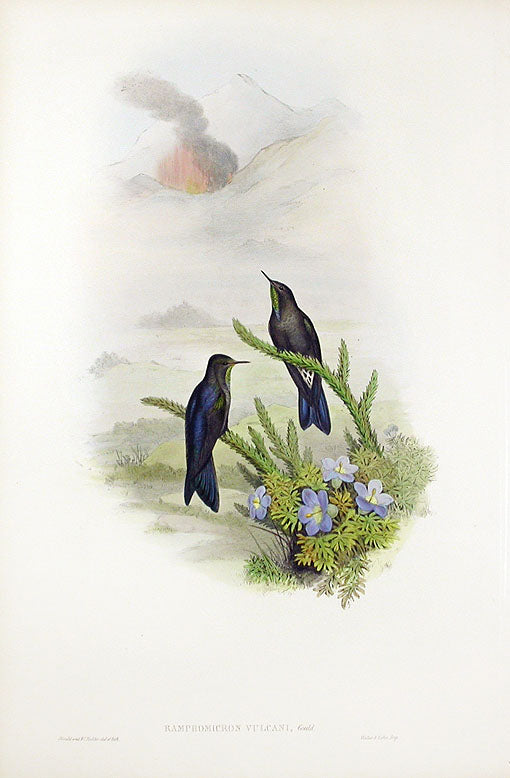 John Gould Hummingbird Southern Thorn-bill