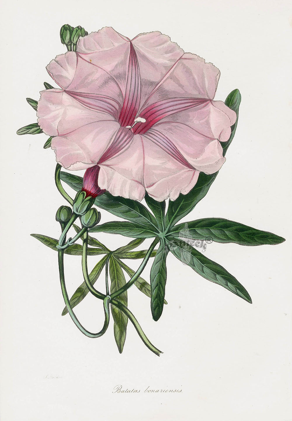 Joseph Paxton Antique Botanical Print 1834 Batatas