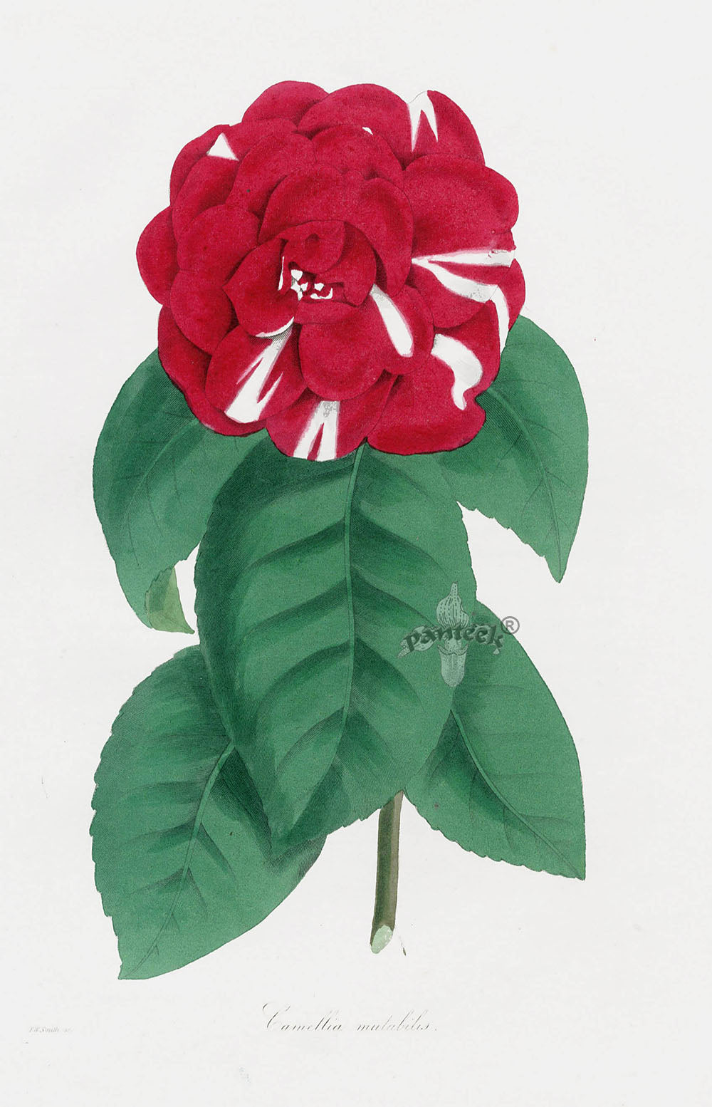 Joseph Paxton Antique Botanical Print 1834 Camellia mut.