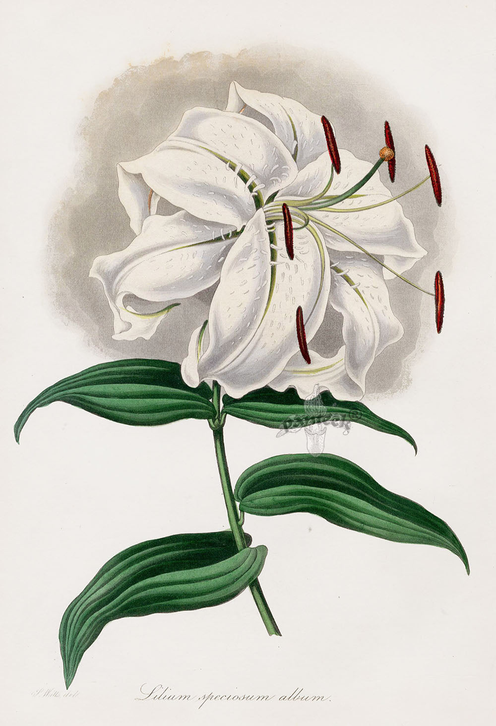 joseph lily flower Joseph Paxton Antique Botanical Print 1834 Japanese Lily