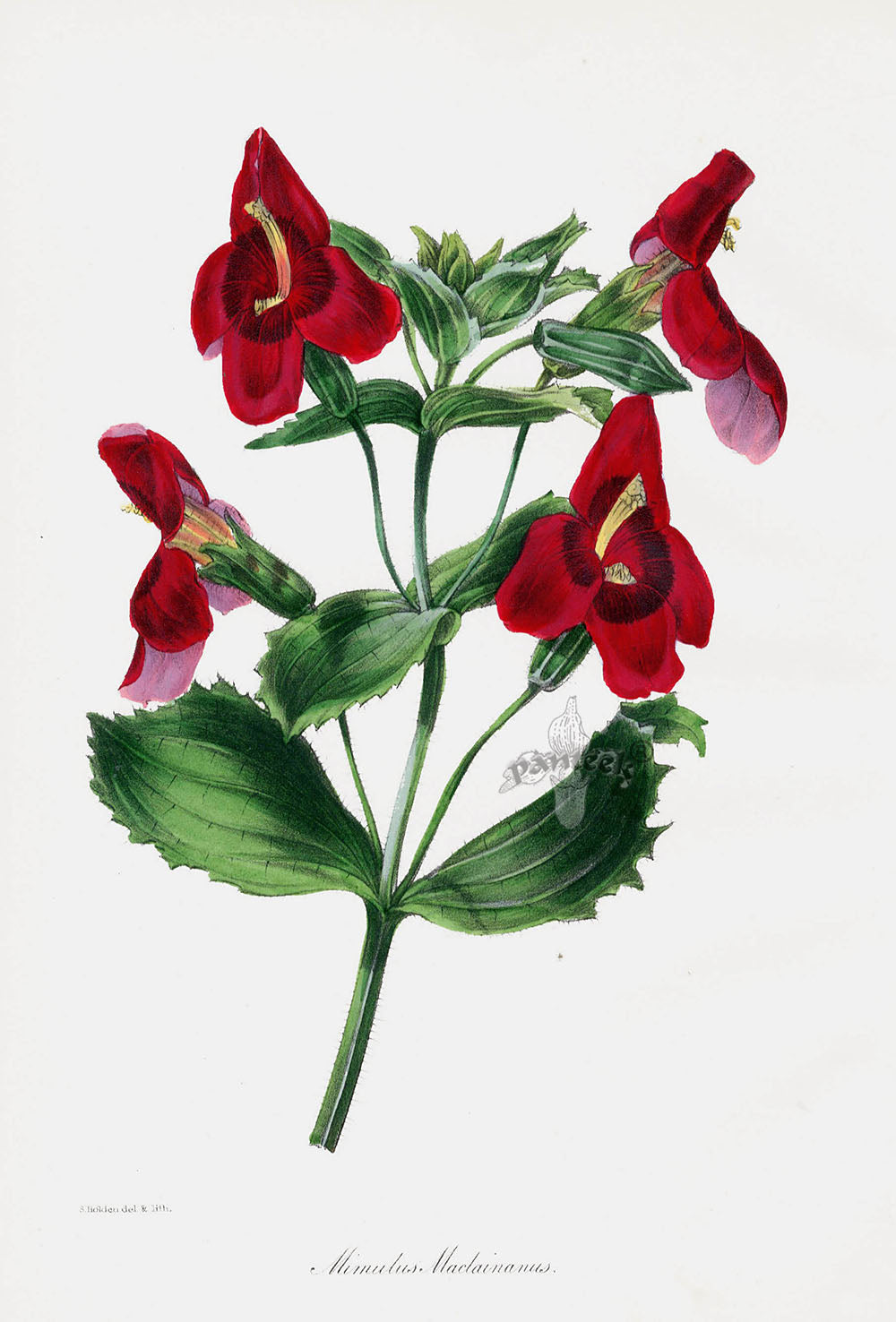 Joseph Paxton Antique Botanical Print 1834 Mimulus mac.