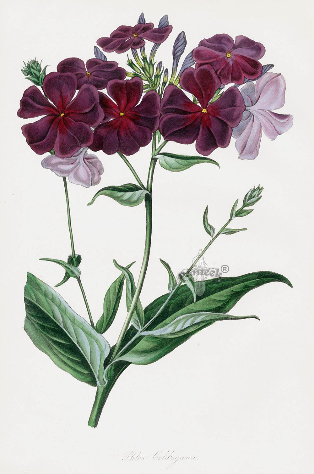 Joseph Paxton Antique Botanical Print 1834 Phlox
