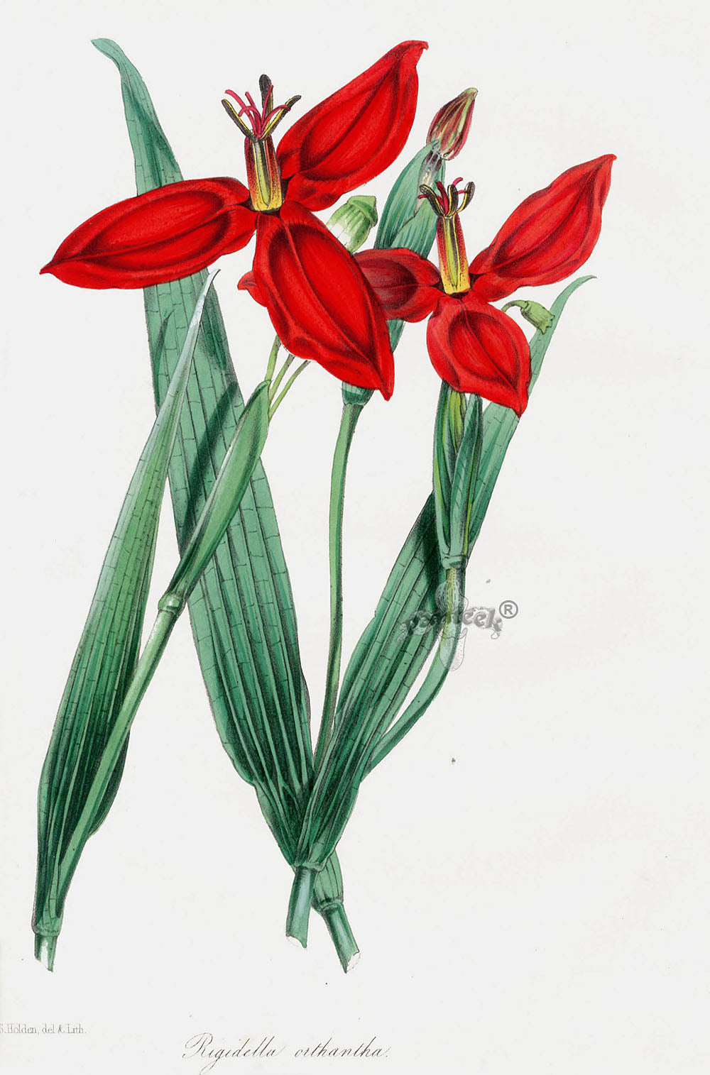 Joseph Paxton Antique Botanical Print 1834 Rigidella ort.