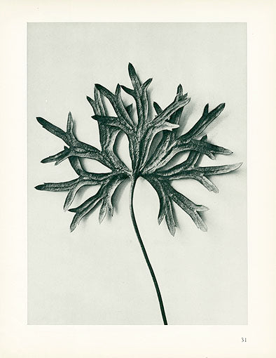 Karl Blossfeldt Original Aconitum Anthora