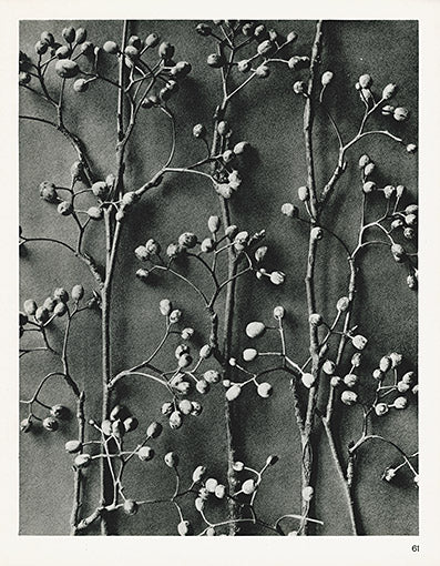 Karl Blossfeldt Original Alniaria Alnifolia