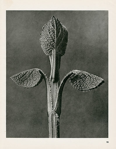 Karl Blossfeldt Original Aristolochia Cle.