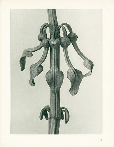 Karl Blossfeldt Original Aristolochia Clemantitis