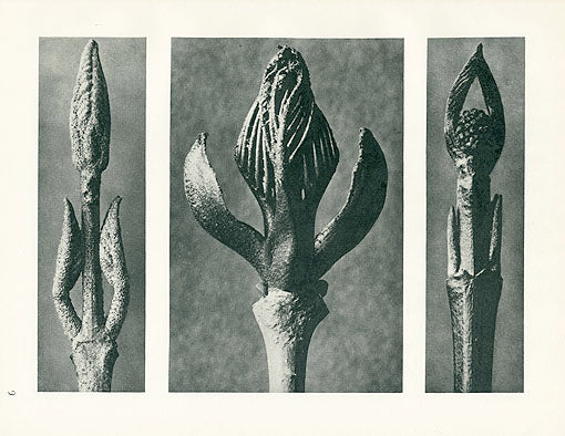 Karl Blossfeldt Original Beautyberry and Dogwood