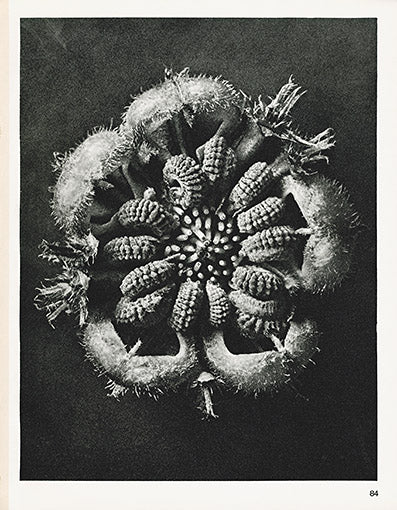 Karl Blossfeldt Original Calendula Officinalis