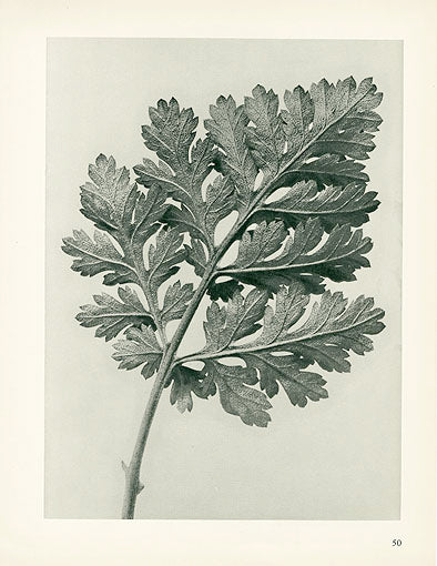 Karl Blossfeldt Original Chrysanthemum Parthenium