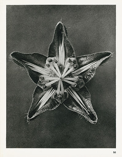 Karl Blossfeldt Original Clematis Integrifolia Print