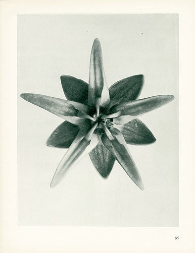 Karl Blossfeldt Original Cobaea Scandens