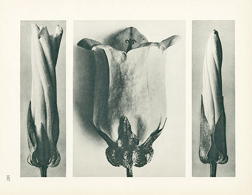 Karl Blossfeldt Original Convolvulus Septum